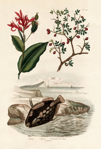 Canna, 1833-39 by French School